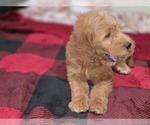 Small #28 Goldendoodle