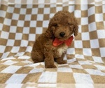 Small #2 Goldendoodle (Miniature)