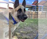 Small #1 German Shepherd Dog Mix