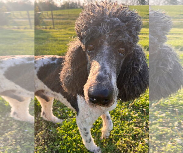 Medium Photo #2 Poodle (Standard) Puppy For Sale in Pacolet, SC, USA