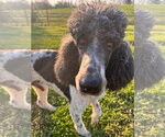 Small #1 Poodle (Standard)