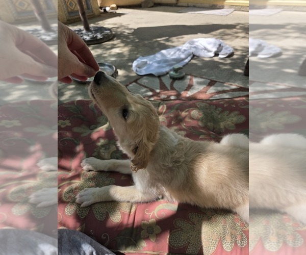 Medium Photo #2 Borzoi Puppy For Sale in YUCAIPA, CA, USA