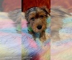 Small Photo #19 Yorkshire Terrier Puppy For Sale in AKRON, OH, USA
