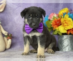 German Shepherd Dog Puppy for sale in LANCASTER, PA, USA