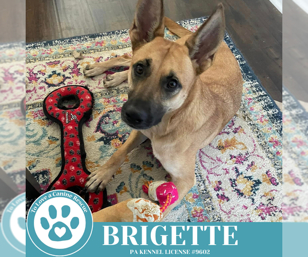 Medium Photo #19 German Shepherd Dog-Unknown Mix Puppy For Sale in Kimberton, PA, USA
