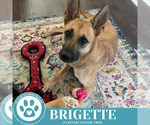 Small #18 German Shepherd Dog Mix