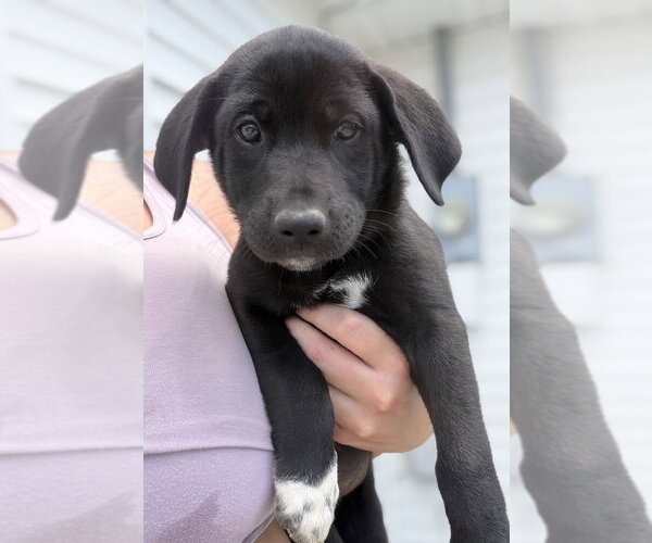 Medium Photo #2 Labrador Retriever-Unknown Mix Puppy For Sale in Aurora, IN, USA