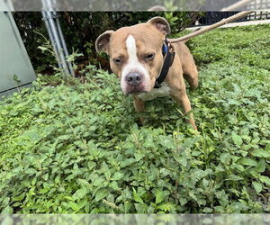 American Staffordshire Terrier Dogs for adoption in Fort Lauderdale, FL, USA