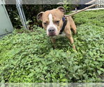 Small American Staffordshire Terrier