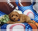 Small #4 Cockapoo