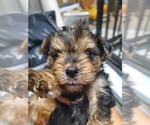 Small Photo #3 Yorkshire Terrier Puppy For Sale in BAYONNE, NJ, USA