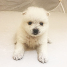 Japanese Spitz Puppy for sale in INTERBAY, WA, USA