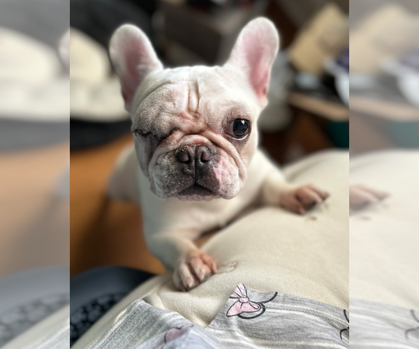 Medium Photo #3 French Bulldog-Unknown Mix Puppy For Sale in Petaluma, CA, USA
