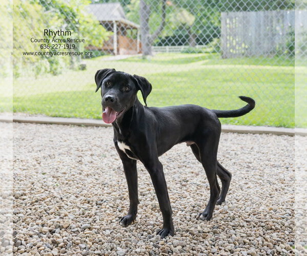 Medium Photo #6 Retriever -Unknown Mix Puppy For Sale in Manchester, MO, USA