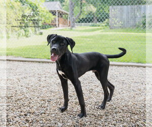 Rhythm - Male Retriever -Unknown Mix Dog for Adoption - Photo #6
