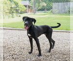 Small #5 Retriever  Mix