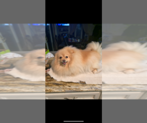 Mother of the Pomeranian puppies born on 10/07/2021