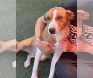 Australian Shepherd-Unknown Mix Dogs for adoption in Rockwall, TX, USA