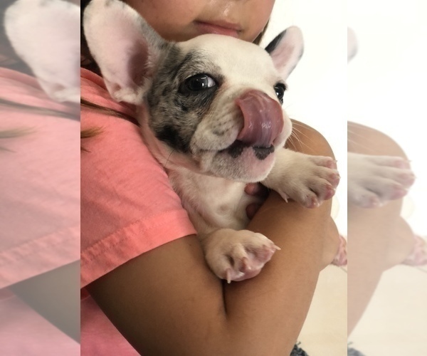 Medium Photo #2 French Bulldog Puppy For Sale in FORT PIERCE, FL, USA