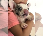 Small Photo #2 French Bulldog Puppy For Sale in FORT PIERCE, FL, USA
