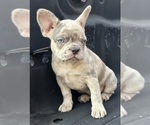 Small #1 French Bulldog