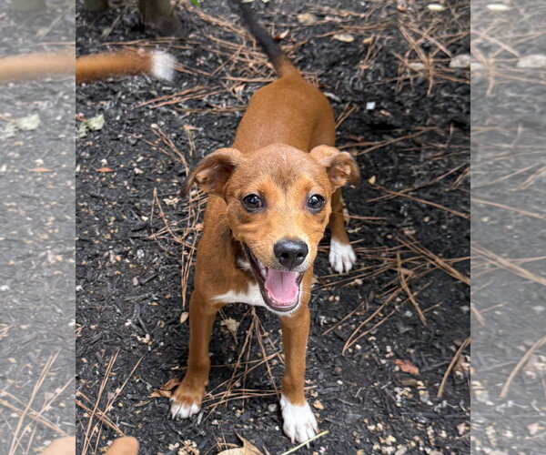 Medium Photo #1 Chihuahua-Unknown Mix Puppy For Sale in The Woodlands, TX, USA