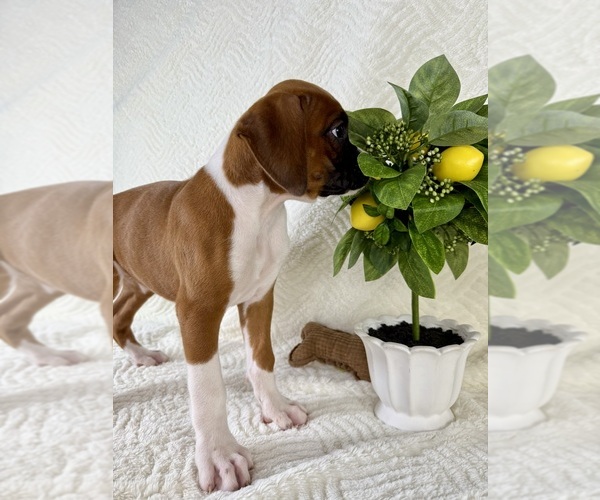Medium Photo #5 Boxer Puppy For Sale in GREENFIELD, IN, USA