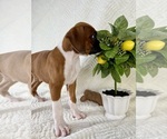 Small #4 Boxer