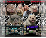 Small #11 American Bully