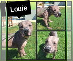 Small American Staffordshire Terrier