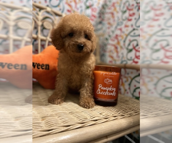 Medium Photo #10 Goldendoodle (Miniature) Puppy For Sale in LAS VEGAS, NV, USA