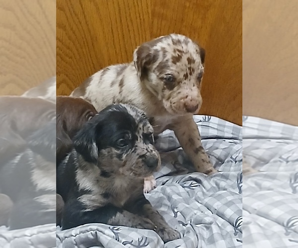 Medium Photo #1 Catahoula Leopard Dog Puppy For Sale in ELSIE, MI, USA
