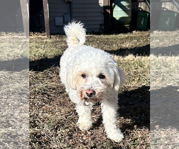 Medium Photo #4 Maltese-Unknown Mix Puppy For Sale in Westmont, IL, USA