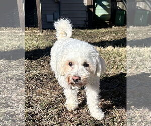 BONNIE - Female Maltese-Unknown Mix Dog for Adoption - Photo #2