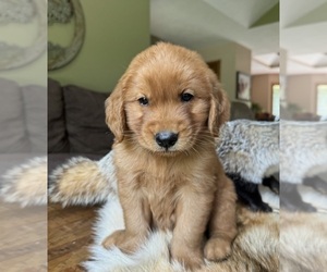Golden Retriever Puppy for sale in FORDLAND, MO, USA