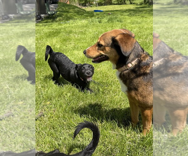 Medium Photo #3 Labsky Puppy For Sale in Springdale, PA, USA