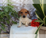 Small #6 Dachshund