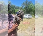 Small #29 Cane Corso