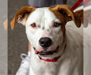 Toby - Male Mutt Dog for Adoption - Photo #21
