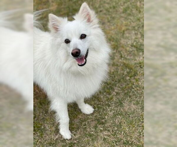 Medium Photo #1 American Eskimo Dog Puppy For Sale in Pikesville, MD, USA