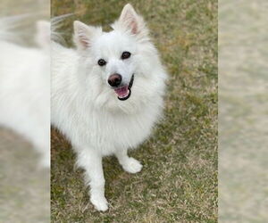 American Eskimo Dog Dogs for adoption in Pikesville, MD, USA