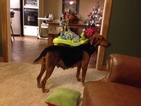 Small Photo #6 Airedale Terrier Puppy For Sale in BOWRING, OK, USA