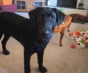 Labrador Retriever Puppy for sale in TACOMA, WA, USA