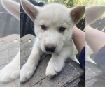 Puppy 3 Swiss Shepherd-Timber Wolf Mix