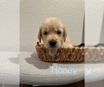 Puppy Honey Golden Retriever