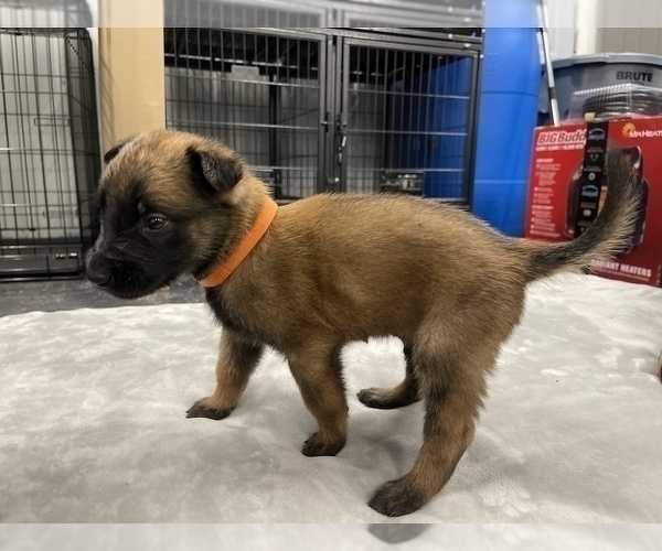 Medium Photo #51 Belgian Malinois Puppy For Sale in REESEVILLE, WI, USA
