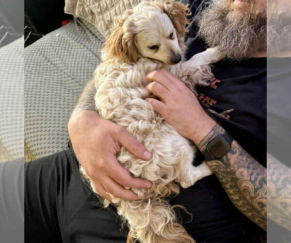 Medium Photo #3 Chi-Poo (Miniature) Puppy For Sale in Spring Lake, NC, USA