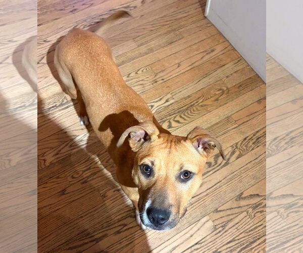 Medium Photo #2 Boxer-Unknown Mix Puppy For Sale in Germantown, OH, USA