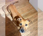 Small #1 Boxer Mix