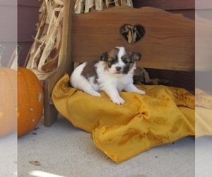 Pomeranian Puppy for sale in LE MARS, IA, USA